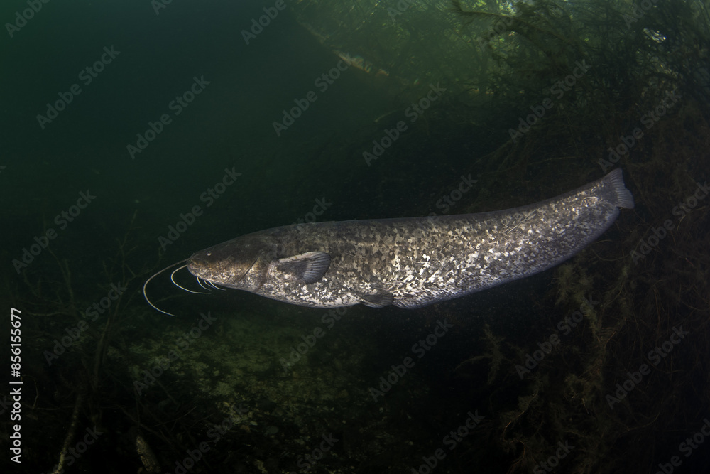 Poster wels catfish is near the bank. wels during dive. european fish in fresh water. huge fish with wide m