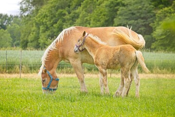 Cute pony next to its mother.