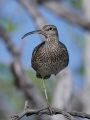 Whimbrel (Numenius phaeopus)