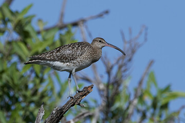 Whimbrel (Numenius phaeopus)
