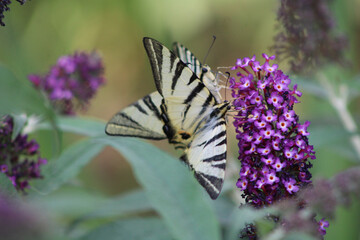 Rare butterfly. Papilio podalirius. Close-up.