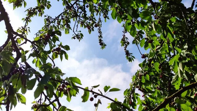 leckere reife rote Kirschen am Kirschbaum mit leicht im Wind wiegenden Bl&auml;ttern - Fr&uuml;chte, gesund, vitaminreich, Kirschernte, lecker, saftig, windig, Sommer, Garten, Nahaufnahme
