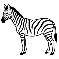 zebra isolated on white