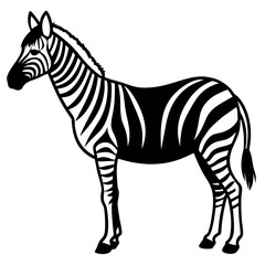 zebra vector illustration