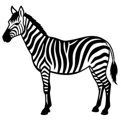 zebra vector illustration