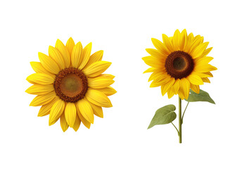 Naklejka premium Sunflower isolated on transparent background