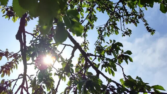 leckere reife rote Kirschen am Kirschbaum mit leicht im Wind wiegenden Bl&auml;ttern - Fr&uuml;chte, gesund, vitaminreich, Kirschernte, lecker, saftig, windig, Sommer, Garten, Nahaufnahme
