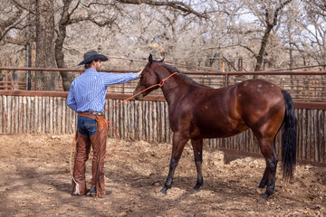 Cowboy horse trainer bay horse in round pen and using a rope and saddle