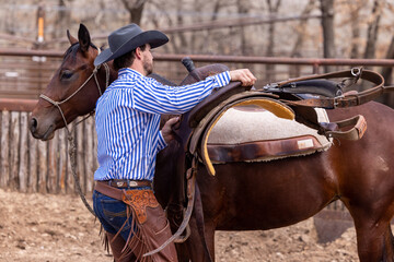 Cowboy horse trainer bay horse in round pen and using a rope and saddle