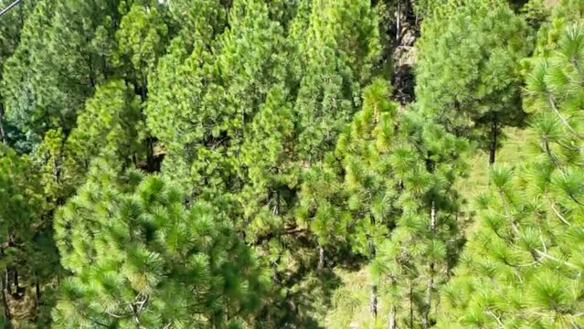 

Top View Of Murree Forest Chairlift, Pakistan
