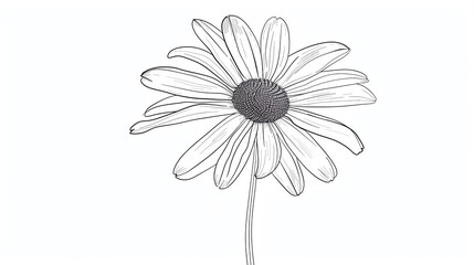 Simple black and white line drawing of a daisy flower with detailed petals and stem on a plain background. Minimalist botanical illustration.