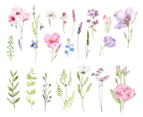 set of wildflowers and herbs.Floral elements isolated
