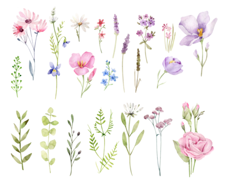 set of wildflowers and herbs.Floral elements isolated