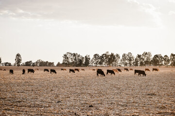 Campo de vacas agricultura