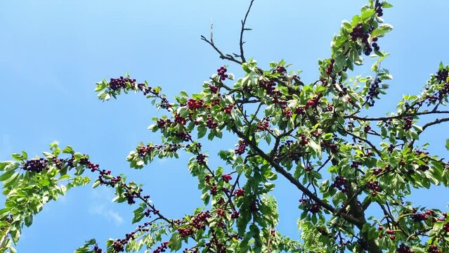 leckere reife rote Kirschen am Kirschbaum mit leicht im Wind wiegenden Bl&auml;ttern - Fr&uuml;chte, gesund, vitaminreich, Kirschernte, lecker, saftig, windig, Sommer, Garten, Nahaufnahme

