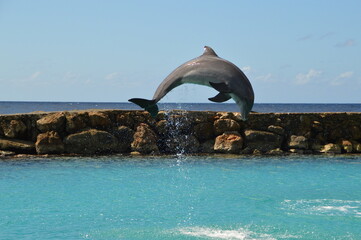 Mar, Playa, acuario, curacao, acuarios