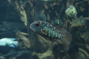 Mar, Playa, acuario, curacao, acuarios