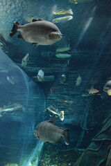 Mar, Playa, acuario, curacao, acuarios