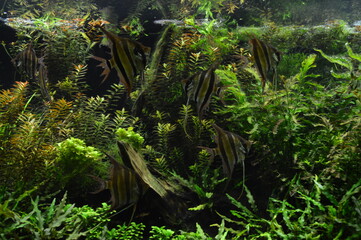 Mar, Playa, acuario, curacao, acuarios