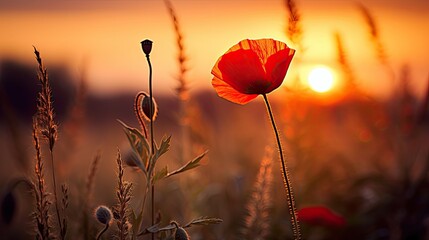 Obraz premium poppy field at sunset