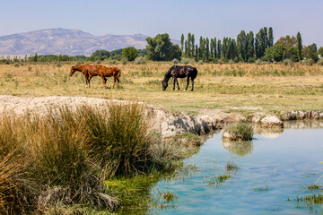 A herd of horses graze in the meadow in summer, eat grass, walk and frolic. Pregnant horses and...