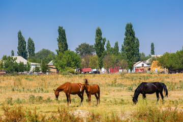Obraz premium A herd of horses graze in the meadow in summer, eat grass, walk and frolic. Pregnant horses and foals, livestock breeding concept.