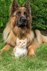 A ginger cat and a German shepherd dog are lying on the grass together.