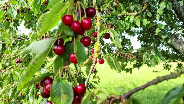 leckere reife rote Kirschen am Kirschbaum mit leicht im Wind wiegenden Bl&auml;ttern - Fr&uuml;chte, gesund, vitaminreich, Kirschernte, lecker, saftig, windig, Sommer, Garten, Nahaufnahme
