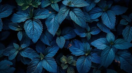 Fototapeta premium A cluster of blue foliage with green foliage above it forms a dark blue coloration, with the green foliage on the opposite side of the leaves