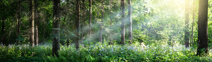 Beautiful panorama of the forest with bright rays of the sun through the trees. Glade in the evening forest in the rays of the setting sun. Wide forest background.