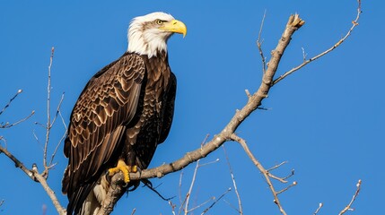 Eagle perched without feathers