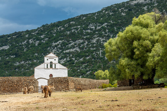 Donkeys at the church of San Pietro, Golgo plateau near Baunei in Ogliastra, Sardinia island, Italy