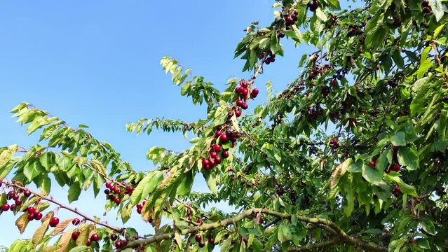 leckere reife rote Kirschen am Kirschbaum mit leicht im Wind wiegenden Bl&auml;ttern - Fr&uuml;chte, gesund, vitaminreich, Kirschernte, lecker, saftig, windig, Sommer, Garten, Nahaufnahme
