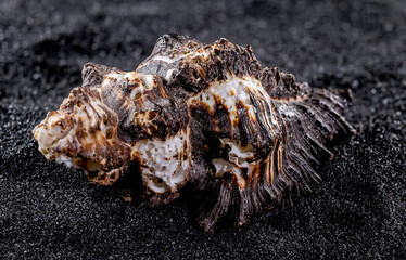 Murex indivia Seashell on a black sand background