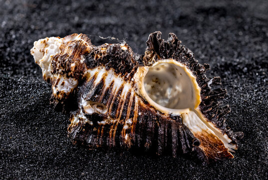 Murex indivia Seashell on a black sand background