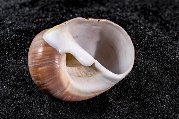 Ryssota ovum Seashell on a black sand background