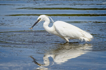 Close up of a Little Egret fishing in lake with small fish in beak