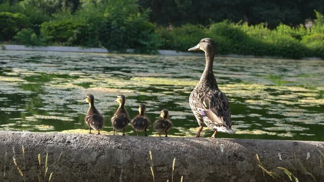 A goose with her offspring at Villa Borghese city park in Rome, Italy