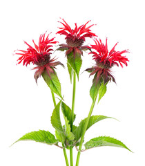 Monarda flowers isolated on a white background. Bergamot flowers. Oswego tea, scarlet beebalm.