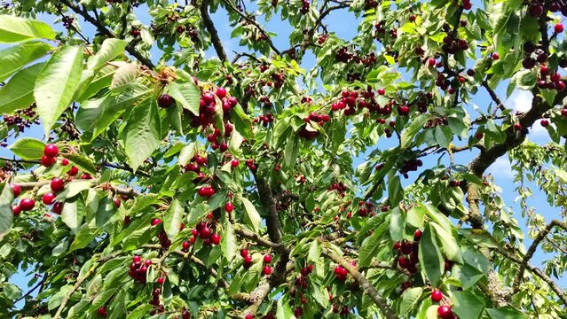 leckere reife rote Kirschen am Kirschbaum mit leicht im Wind wiegenden Bl&auml;ttern - Fr&uuml;chte, gesund, vitaminreich, Kirschernte, lecker, saftig, windig, Sommer, Garten, Nahaufnahme
