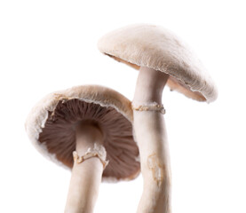Fresh wild champignon mushrooms on white background. Agaricus Bisporus. Clipping path.