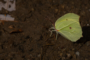 butterfly on leaf