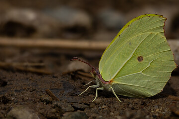 butterfly on leaf