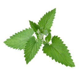 Green leaves of lemon balm or melissa plant isolated on white background. Fresh green mint leaf. Clipping path.