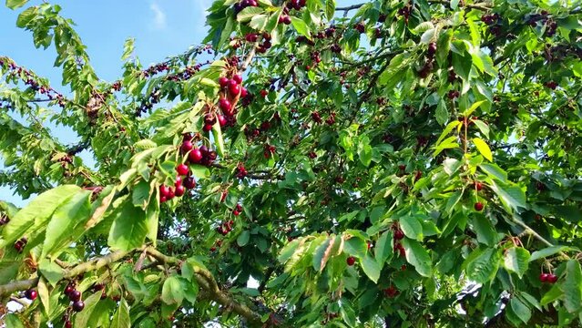 leckere reife rote Kirschen am Kirschbaum mit leicht im Wind wiegenden Bl&auml;ttern - Fr&uuml;chte, gesund, vitaminreich, Kirschernte, lecker, saftig, windig, Sommer, Garten, Nahaufnahme
