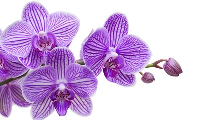 Obraz premium Beautiful close up view of striped purple mini orchids on a white backdrop