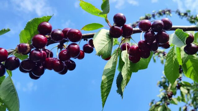 leckere reife rote Kirschen am Kirschbaum mit leicht im Wind wiegenden Bl&auml;ttern - Fr&uuml;chte, gesund, vitaminreich, Kirschernte, lecker, saftig, windig, Sommer, Garten, Nahaufnahme
