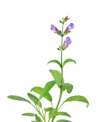 Salvia Officinalis isolated on white background. Purple pink flowers of sage. Medicinal and culinary herb.