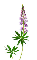 Violet lupine flower isolated on white background. Bunch of colorful lupines, spring flower.