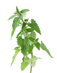 Bunch of lemon balm or melissa plant isolated on white background. Fresh green mint leaf. Clipping...